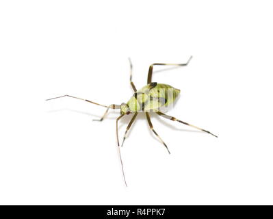 Grüne capsid Nymphe Lygocoris pabulinus auf weißem Hintergrund Stockfoto