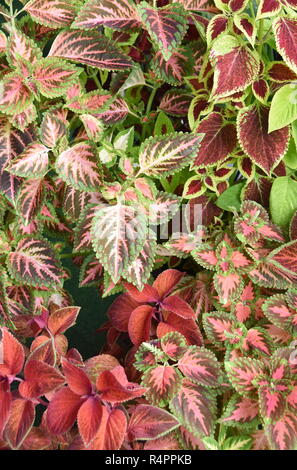 Nahaufnahme auf die bunten Blätter aus verschiedenen Coleus lackiert Brennnessel Pflanzen wachsen zusammen Stockfoto