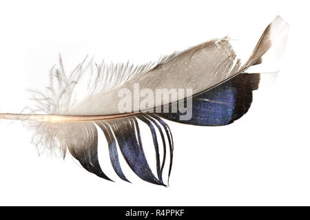 Feder von magpie Vogel auf weißem Hintergrund Stockfoto