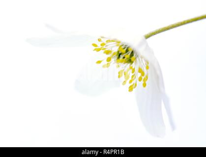 Anemone officinalis Flower auf weißem Hintergrund Stockfoto