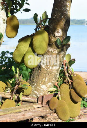 Jackfruit (artocarpus Heterophyllus) wachsen neben den Viktoriasee. Entebbe, Uganda. Stockfoto