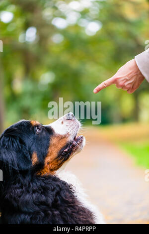 Frau Training mit Hund sitzen Befehl Stockfoto