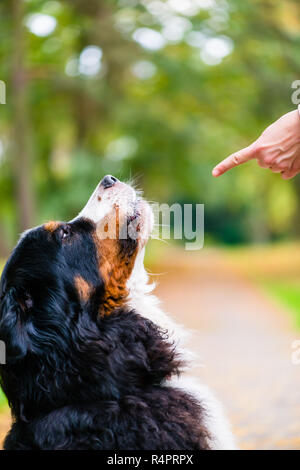 Frau Training mit Hund sitzen Befehl Stockfoto