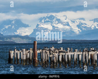 Alte Pier (Muelle Historico) in Almirante Montt Golf - Puerto Natales, Magallanes Region, Patagonien, Chile. Stockfoto