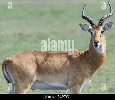 Ein männlicher Ugandan Kob (Kobus kob thomasi). Queen Elizabeth National Park, Uganda. Stockfoto