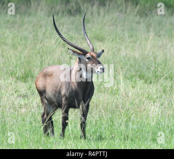 Männliche Ostafrikanischen defassa Wasserböcke (Kobus ellipsiprymnus defassa). Queen Elizabeth National Park, Uganda. Stockfoto