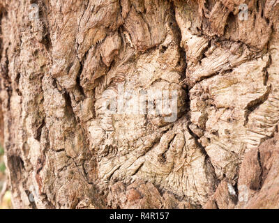 Interessante Oberfläche der Rinde im Detail Stockfoto