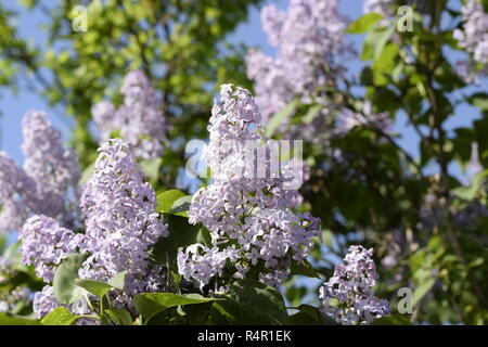 Lila Blumen auf den Zweigen. Schönen Lila Lila Blumen im Freien. Stockfoto