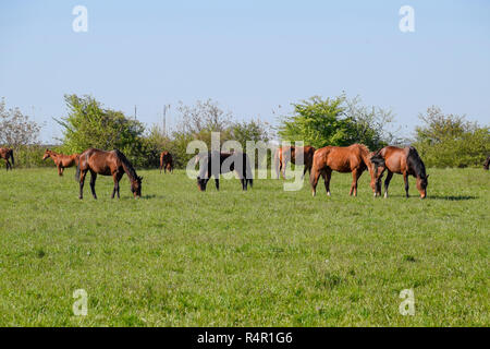 Pferde grasen auf der Weide. Koppel Pferde auf einem Reiterhof. Walking Horses Stockfoto