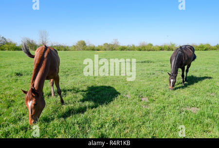 Pferde grasen auf der Weide. Koppel Pferde auf einem Reiterhof. Walking Horses Stockfoto