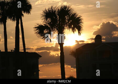 Palmetto Palm bei Sonnenuntergang Stockfoto