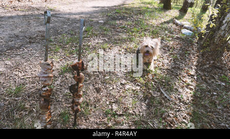 Schönen Yorkshire Terrier neben einem Kebab am Spieß Stockfoto