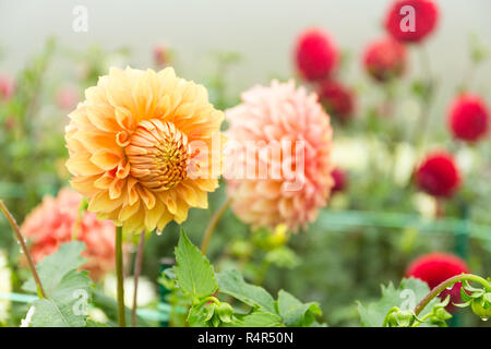 Chrysantheme Feld Stockfoto