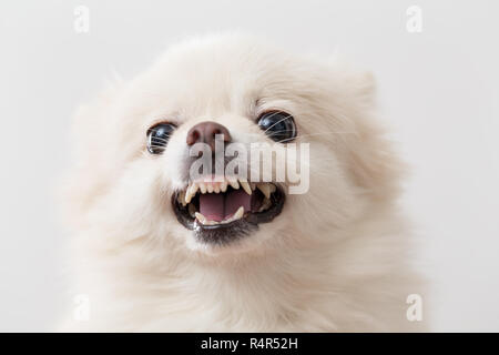 Pomeranian wütend Stockfoto