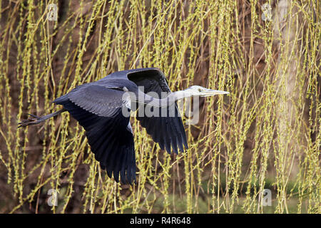 Graureiher im Flug vor der Trauerweide Stockfoto