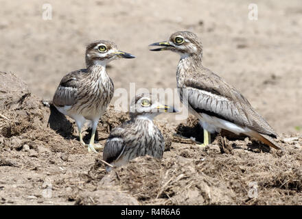 Wasser drei dicke Knie (Burhinus dikkops vermiculatus) oder Wasser am Ufer des Kazinga Kanal zwischen Lake George und Lake Edward. Queen Elizab Stockfoto