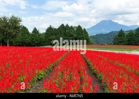 Red Salvia Farm und Berg Stockfoto