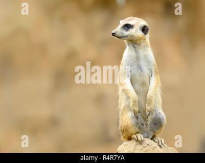 Erdmännchen auf Guard Stockfoto