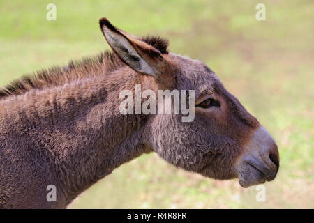 Portrait Siebenschläfer equus Africanus asinus Stockfoto