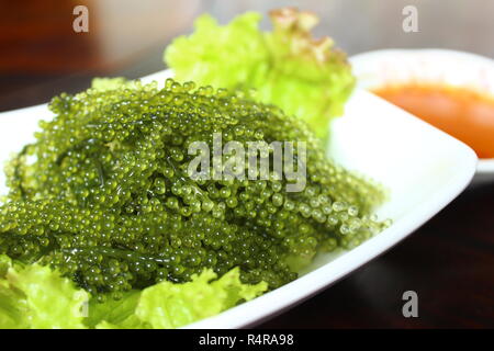 Caulerpa Lentillifera Algen ist eine Art von Bryopsidale grüne Algen Stockfoto