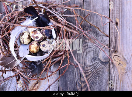 Gruppe von der Wachtel Eier in ein Nest aus Zweigen auf einem grauen Holz- Oberfläche Stockfoto