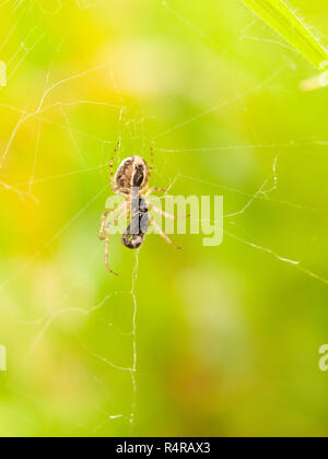 Spider auf Web mit grossen Körper essen Fliegen Stockfoto