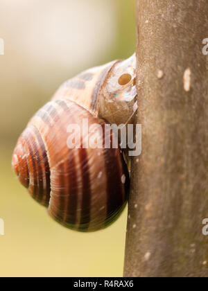 Schnecke, eine Niederlassung außerhalb befestigt Stockfoto