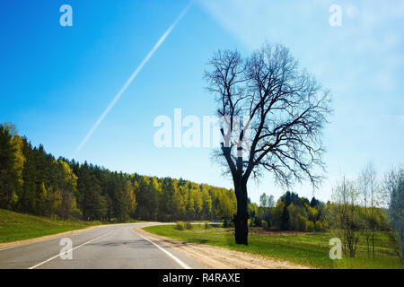 Trockenen Baum in der Nähe der Straße Stockfoto