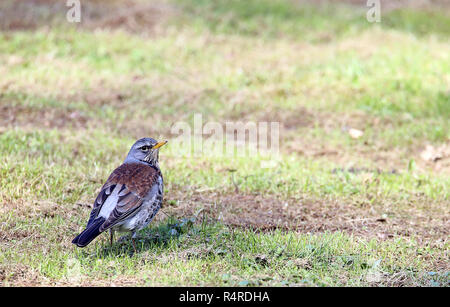 Wacholderdrossel Turdus pilaris Stockfoto