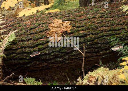 Devils Club Blatt auf liegendem Baum, Selkirk Mountains, Idaho. Stockfoto