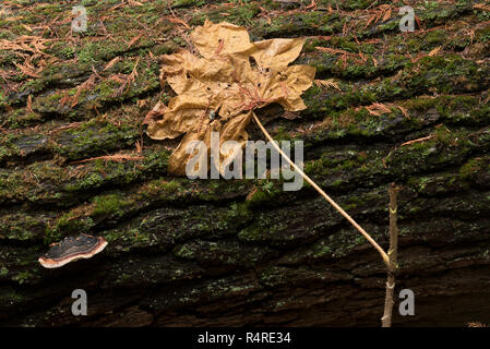 Devils Club Blatt auf liegendem Baum, Selkirk Mountains, Idaho. Stockfoto