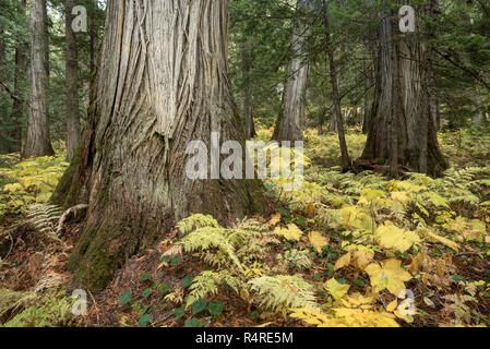 Alte Zedernwald, Selkirk Mountains, Idaho. Stockfoto