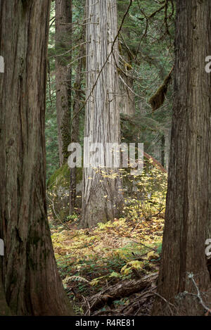 Alte Zedernwald, Selkirk Mountains, Idaho. Stockfoto