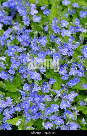 Der Europäischen wildflower Vogelperspektive Ehrenpreis Veronica chamaedrys Stockfoto