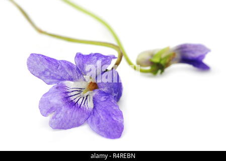 Heide Hund - Veilchen Viola canina auf weißem Hintergrund Stockfoto