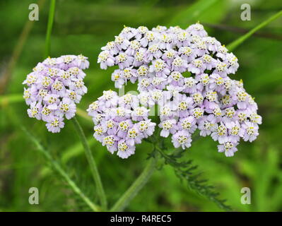 Gemeinsame schafgarbe Achillea millefolium Stockfoto