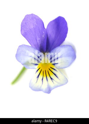 Wildes Stiefmütterchen Blume Viola tricolor auf weißem Hintergrund Stockfoto
