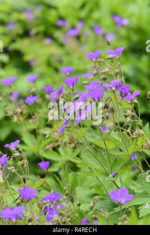 Woodland cranesbill Geranium sylvaticum Blüte mit lila Blüten Stockfoto