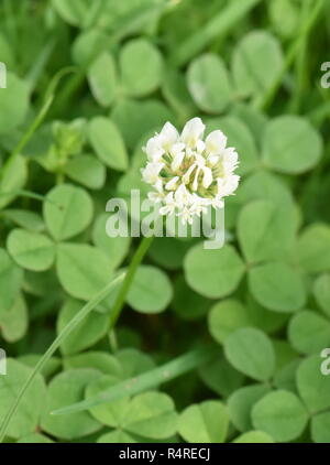 Eine einzelne Blume von Weißen cklappen Sie den Ständer leicht zurück, Trifolium repens in einem Rasen Stockfoto