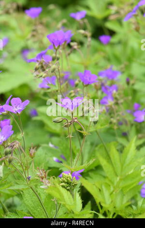 Woodland cranesbill Geranium sylvaticum Blüte mit lila Blüten Stockfoto