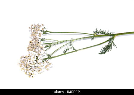 Gemeinsame schafgarbe Achillea millefolium auf Weiß Stockfoto