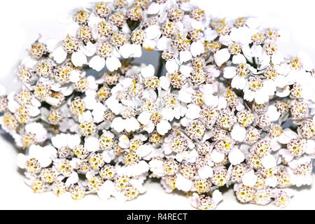Gemeinsame schafgarbe Achillea millefolium auf Weiß Stockfoto