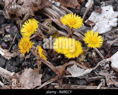 Huflattich im Kies Blüte im Frühjahr wachsen Stockfoto
