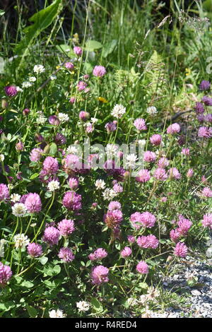 Rot- und Weißklee Trifolium wachsen zusammen in einem wilden Feld Stockfoto