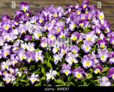 Blüte blau-weißen Stiefmütterchen Viola tricolor Stockfoto