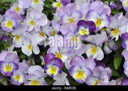 Blüte blau-weißen Stiefmütterchen Viola tricolor Stockfoto