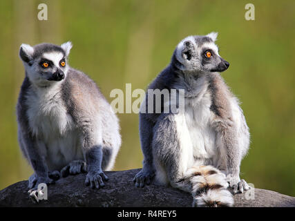 Katta Lemur catta Stockfoto