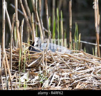 Eurasian coot Zucht in seinem Nest Stockfoto