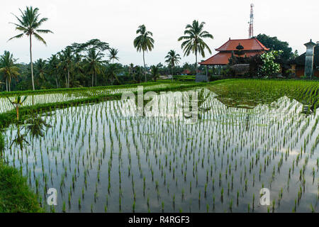 Grüne Reisterrassen in Insel Bali, Indonesien. Stockfoto