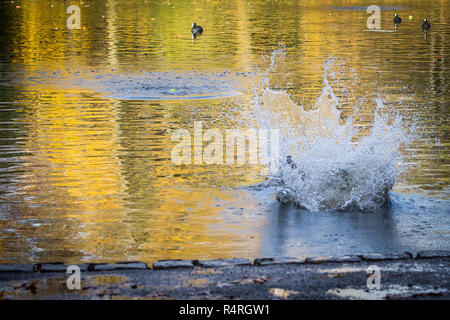 Hund spielen in Wasser/Blätter im Herbst Stockfoto